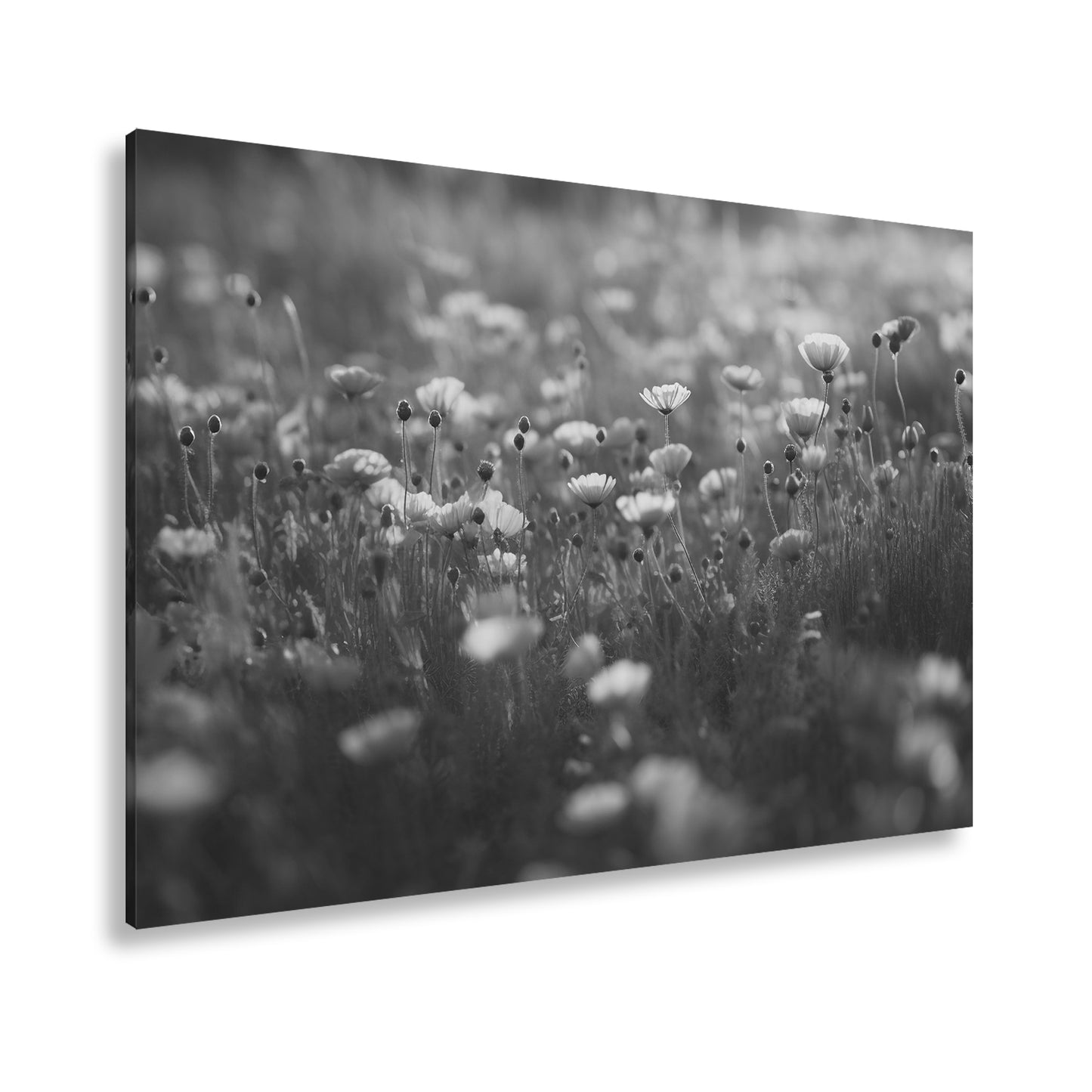 Hauptbild Schwarz & Weiß Standart