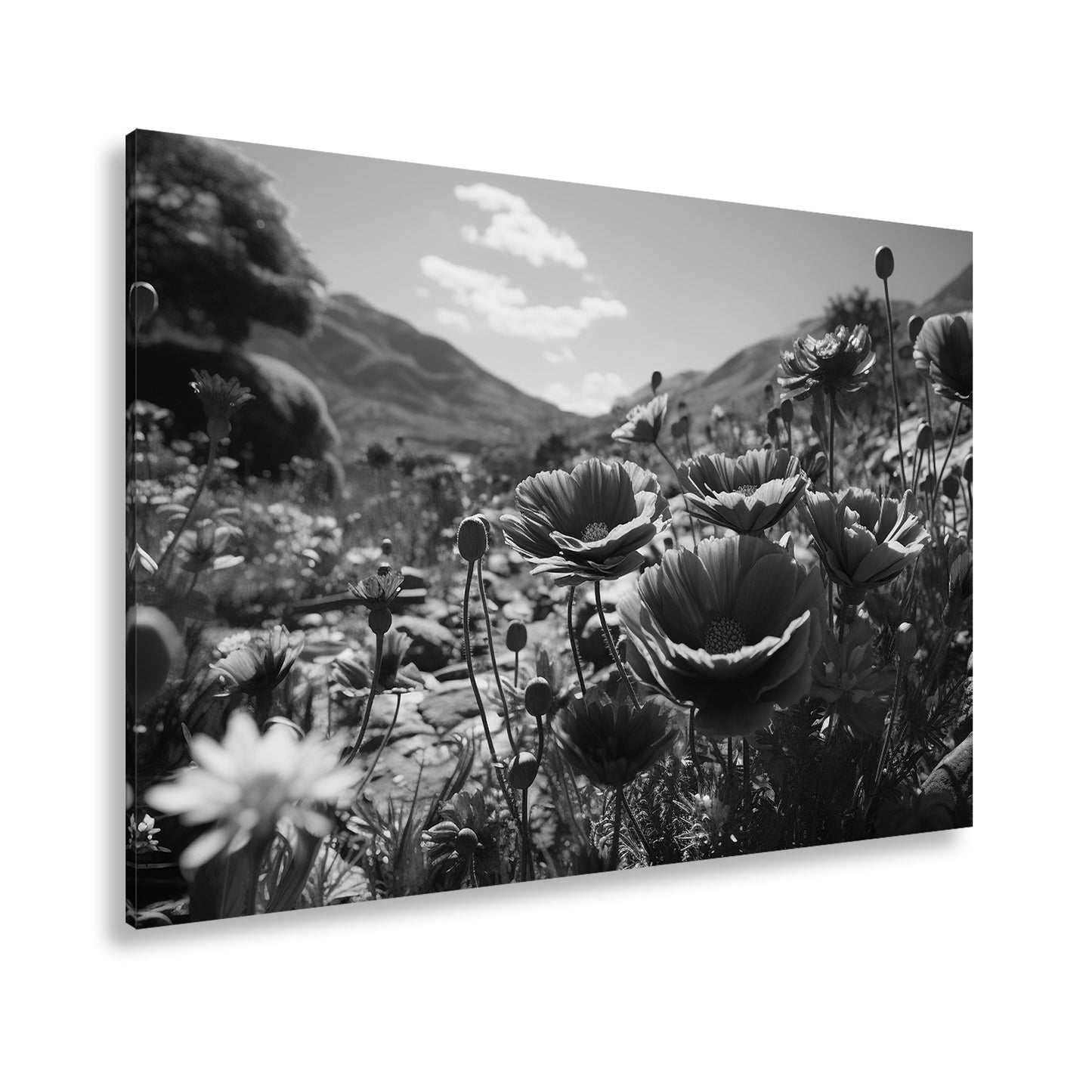 Hauptbild Schwarz & Weiß Standart