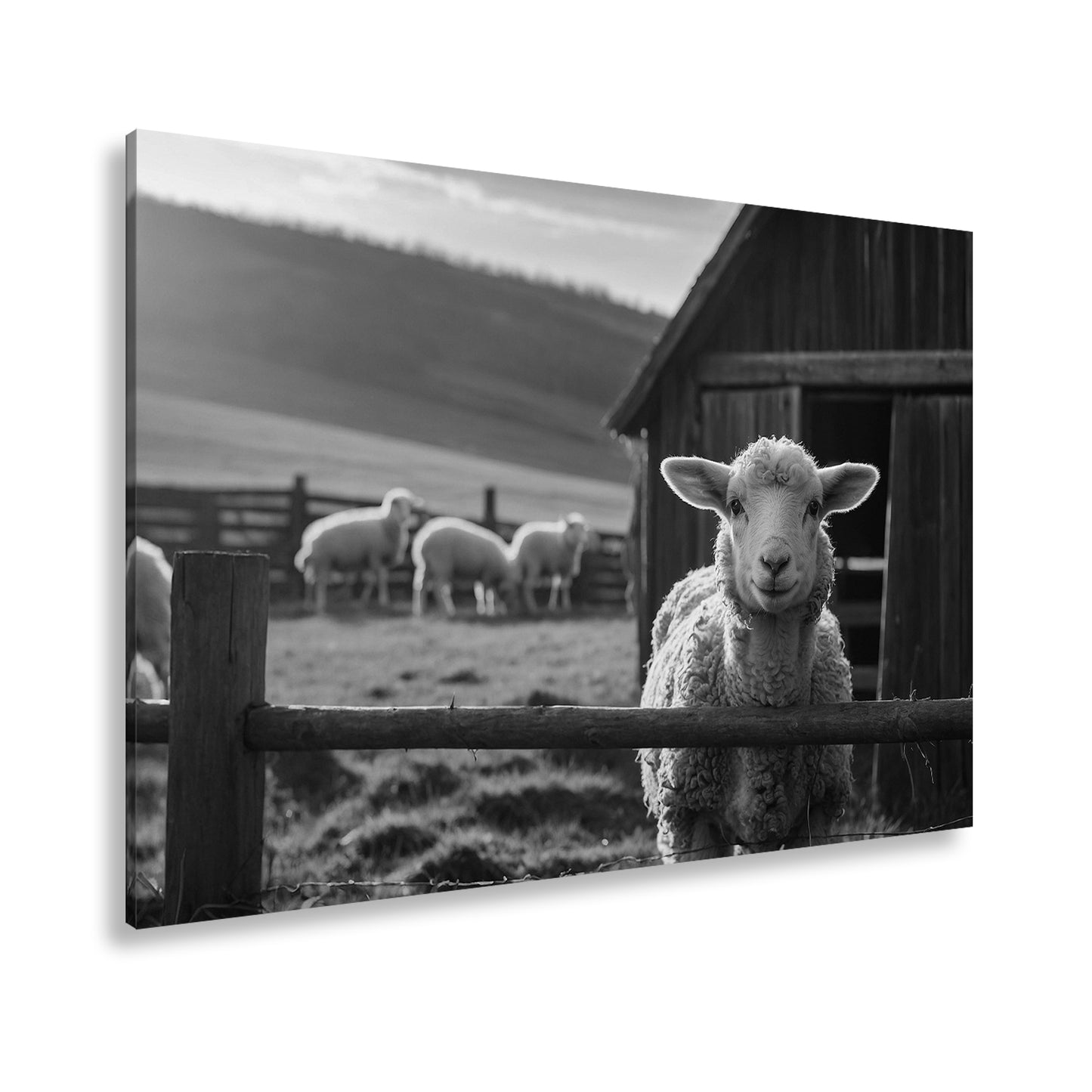 Hauptbild Schwarz & Weiß Standart