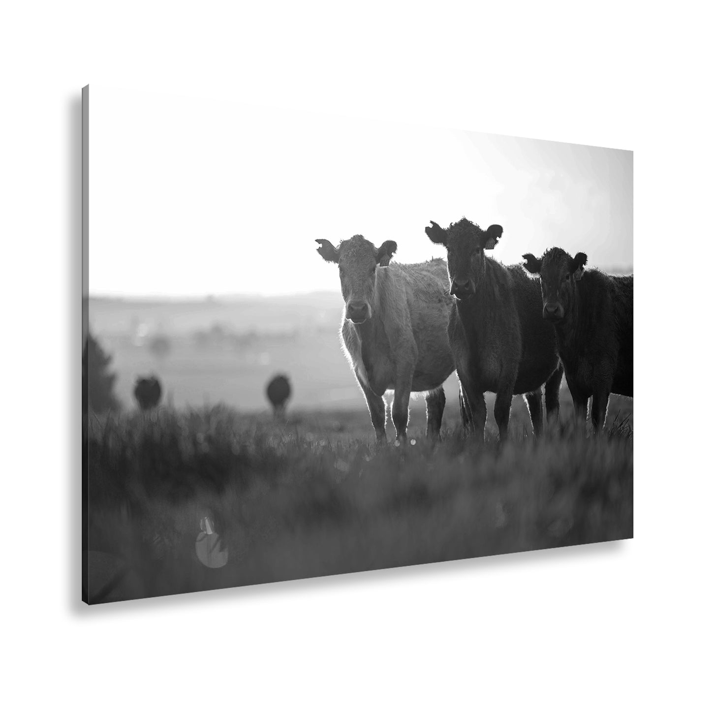 Hauptbild Schwarz & Weiß Standart