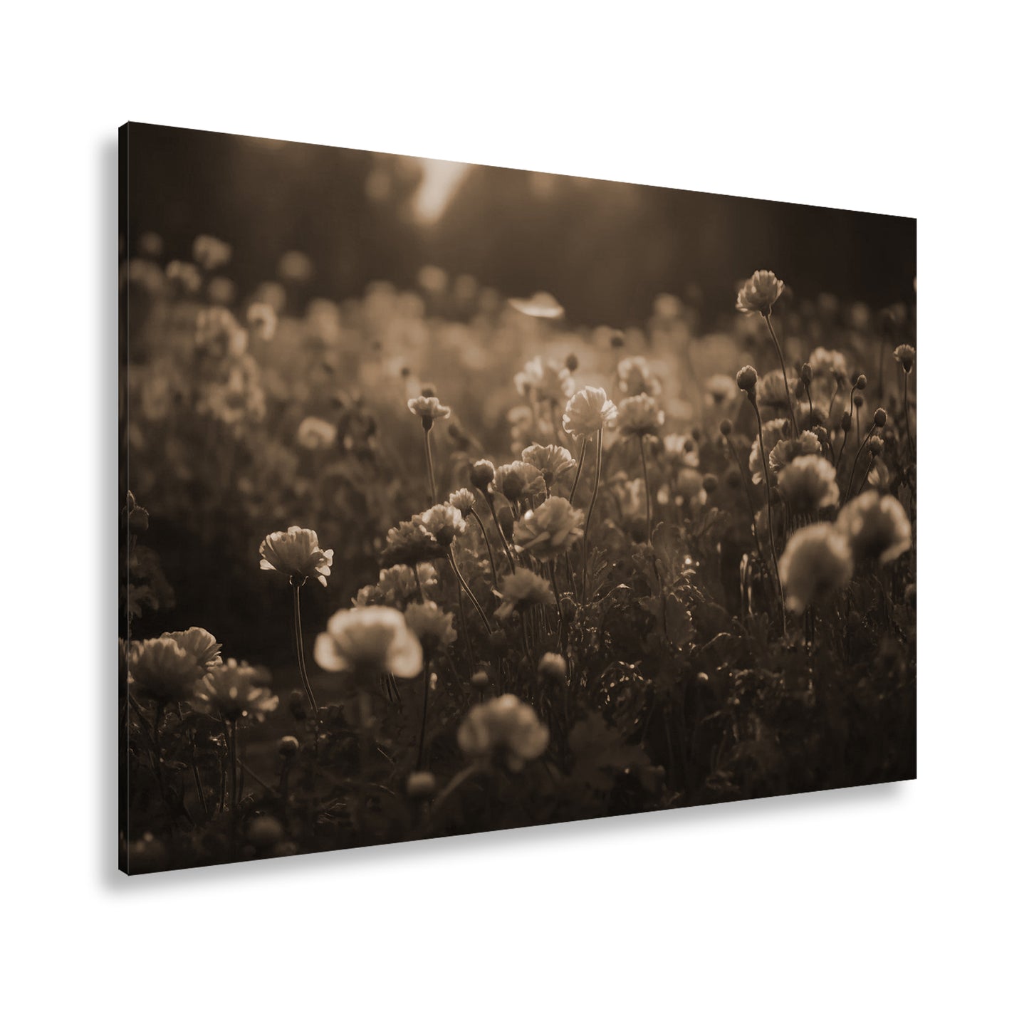 Hauptbild Sepia Standart