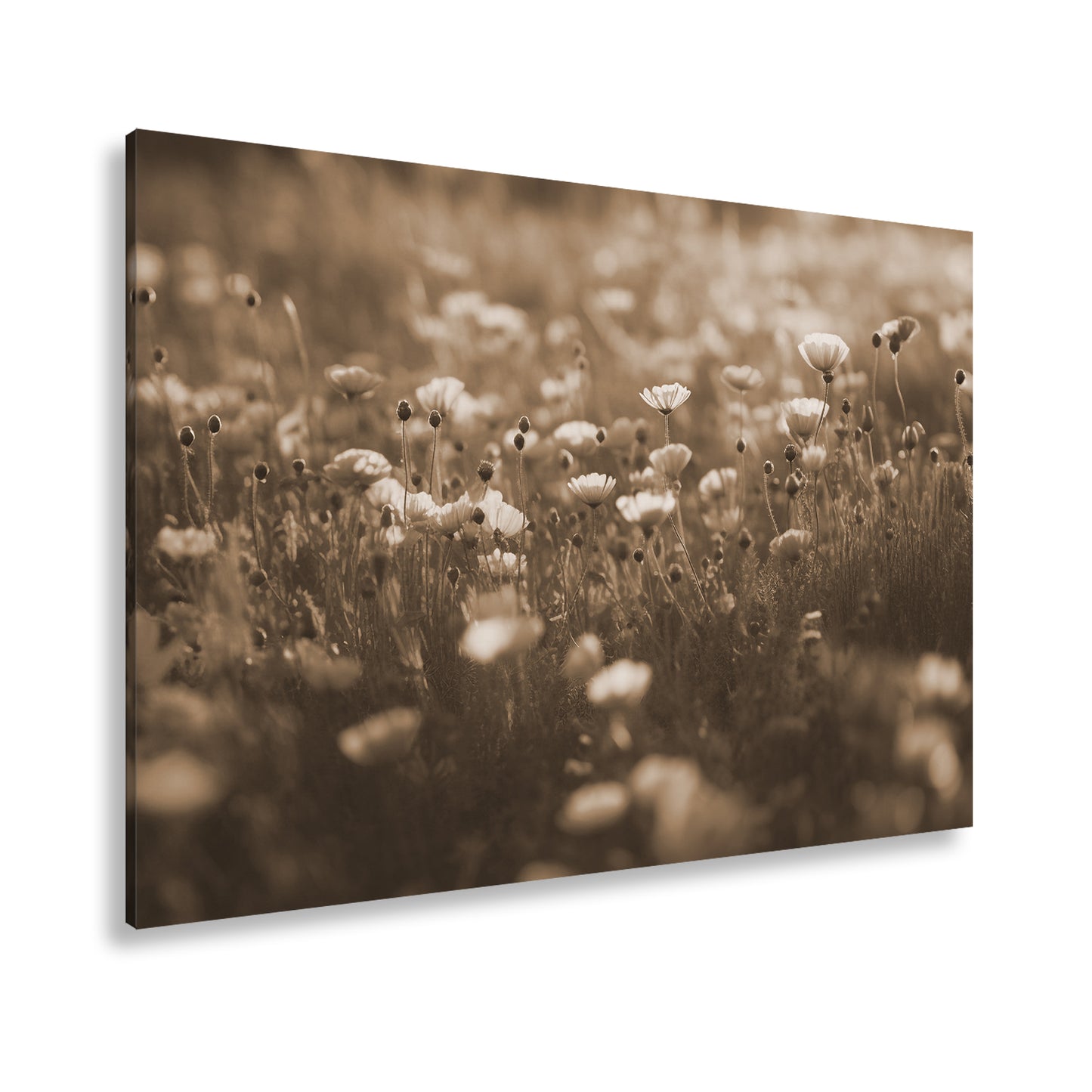 Hauptbild Sepia Standart