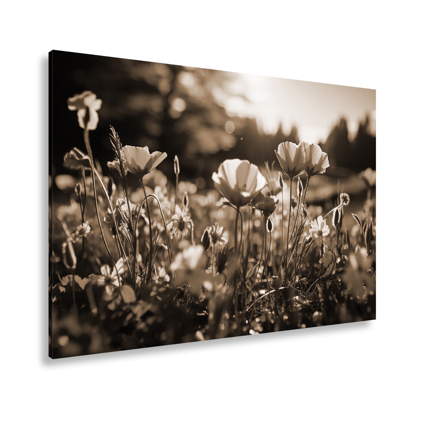 Hauptbild Sepia Standart