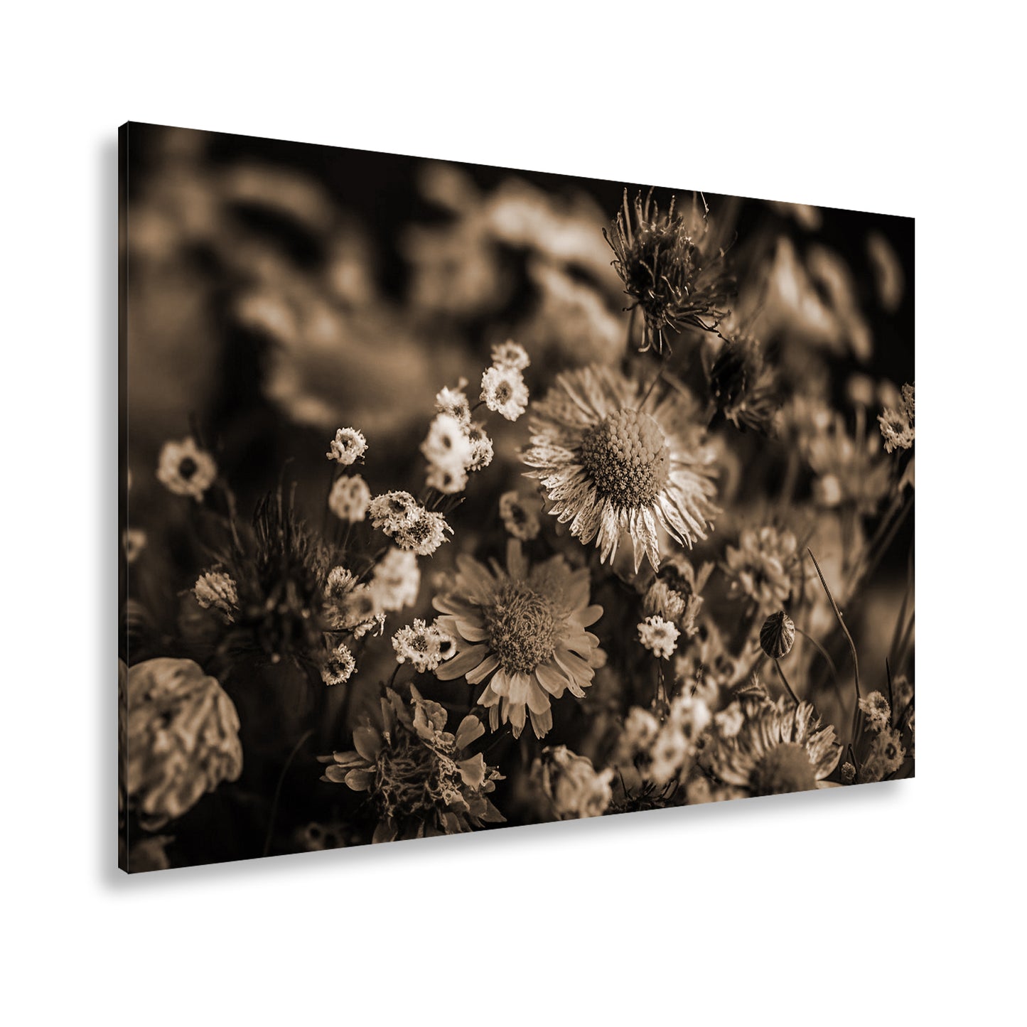 Hauptbild Sepia Standart