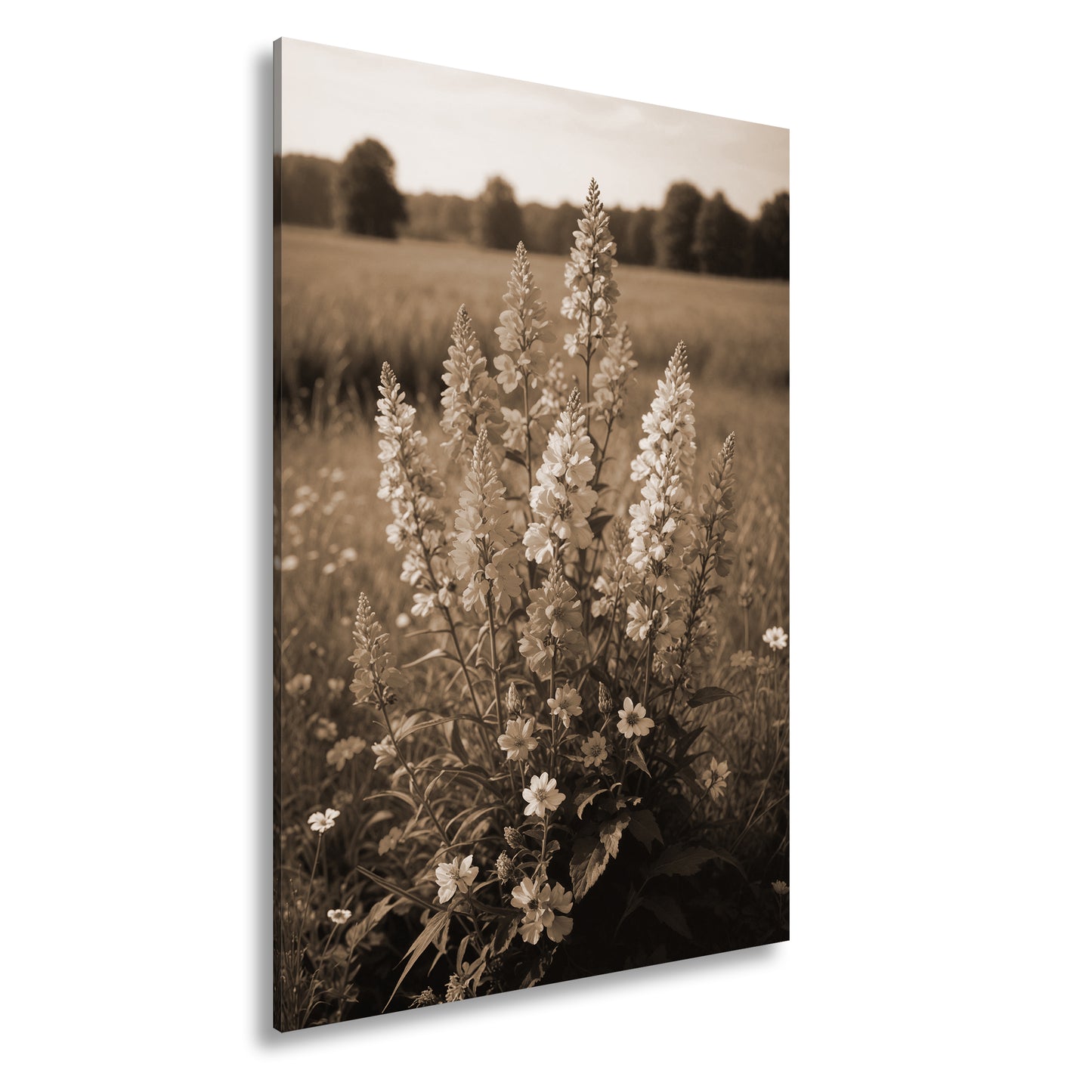 Hauptbild Sepia Standart