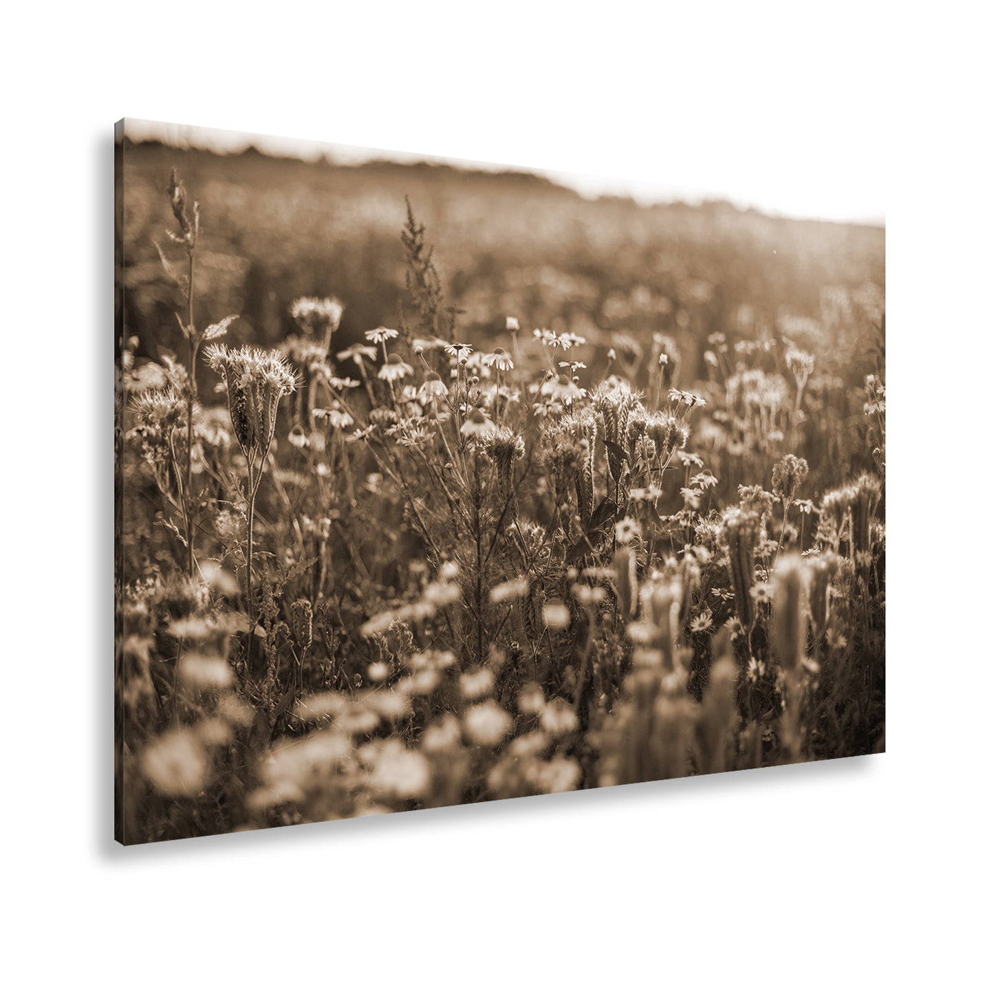 Hauptbild Sepia Standart