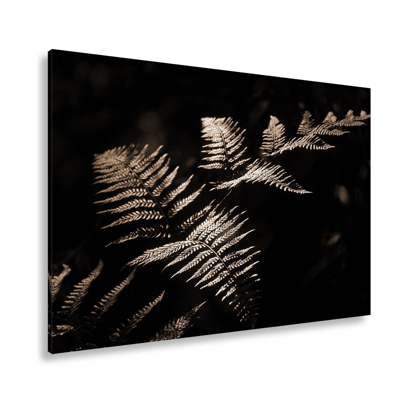 Hauptbild Sepia Standart