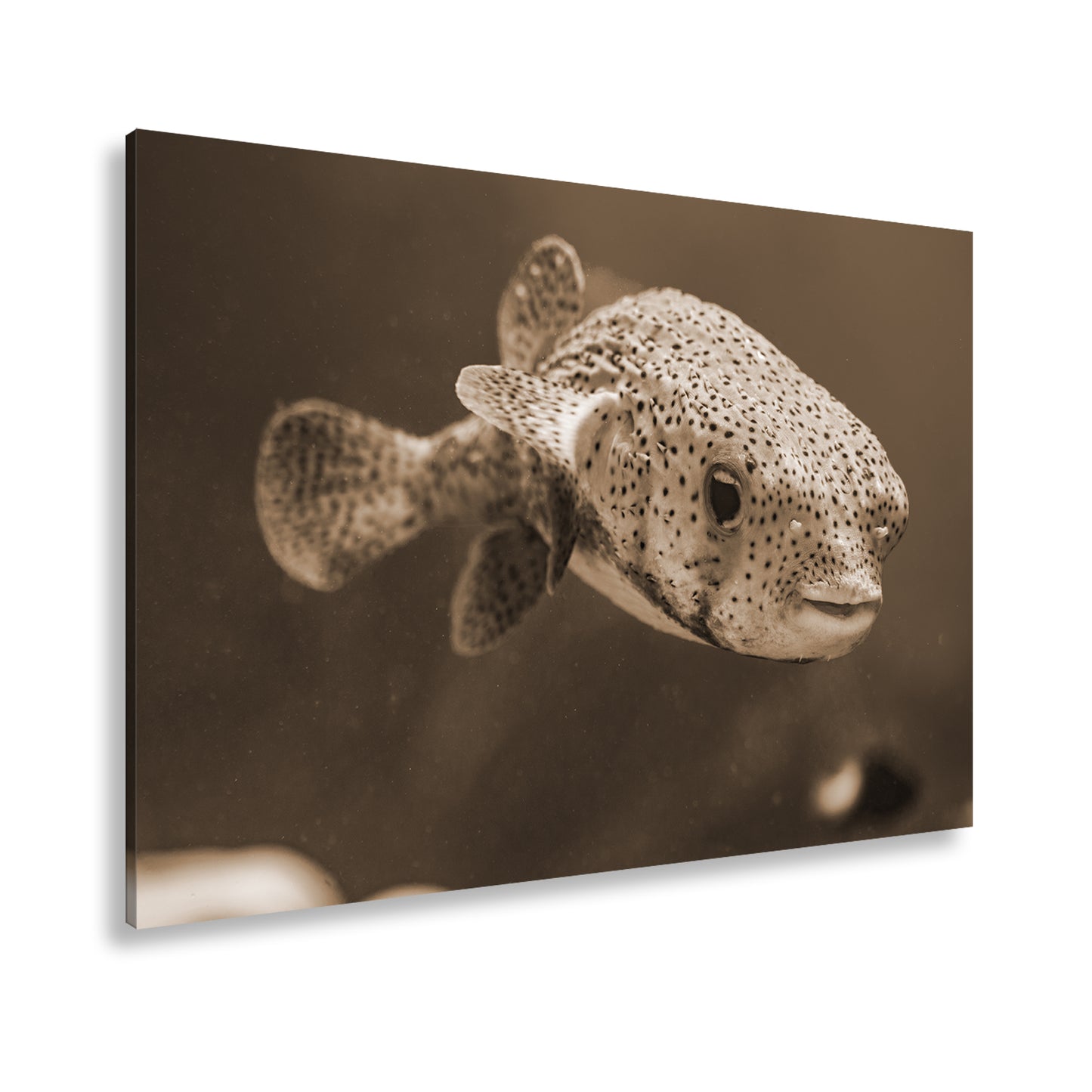 Hauptbild Sepia Standart