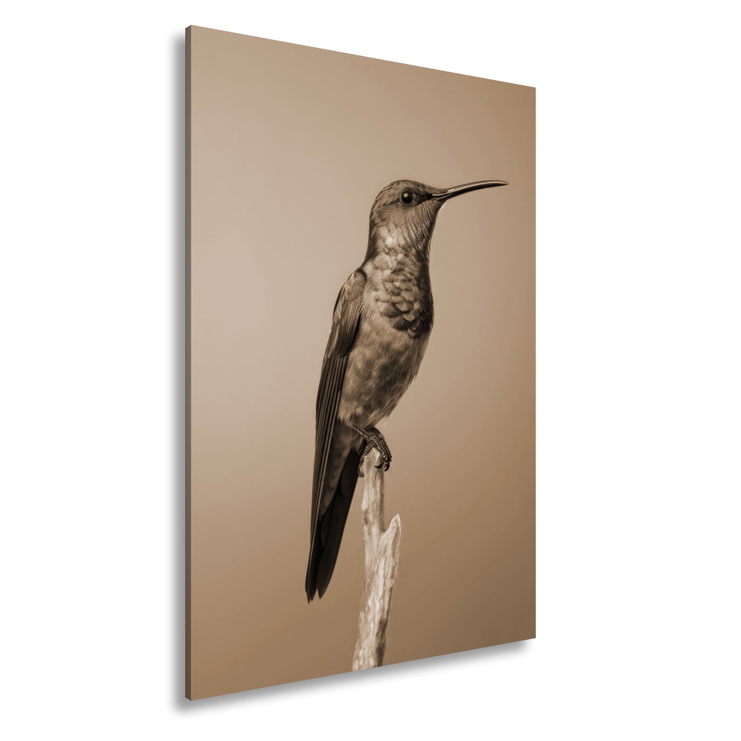 Hauptbild Sepia Standart