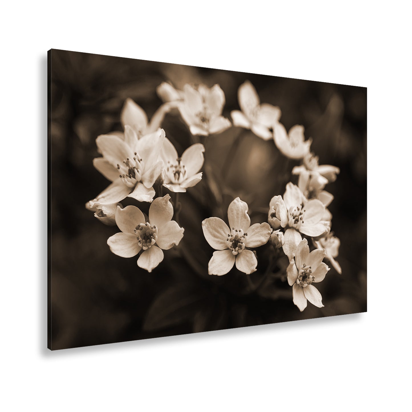 Hauptbild Sepia Standart