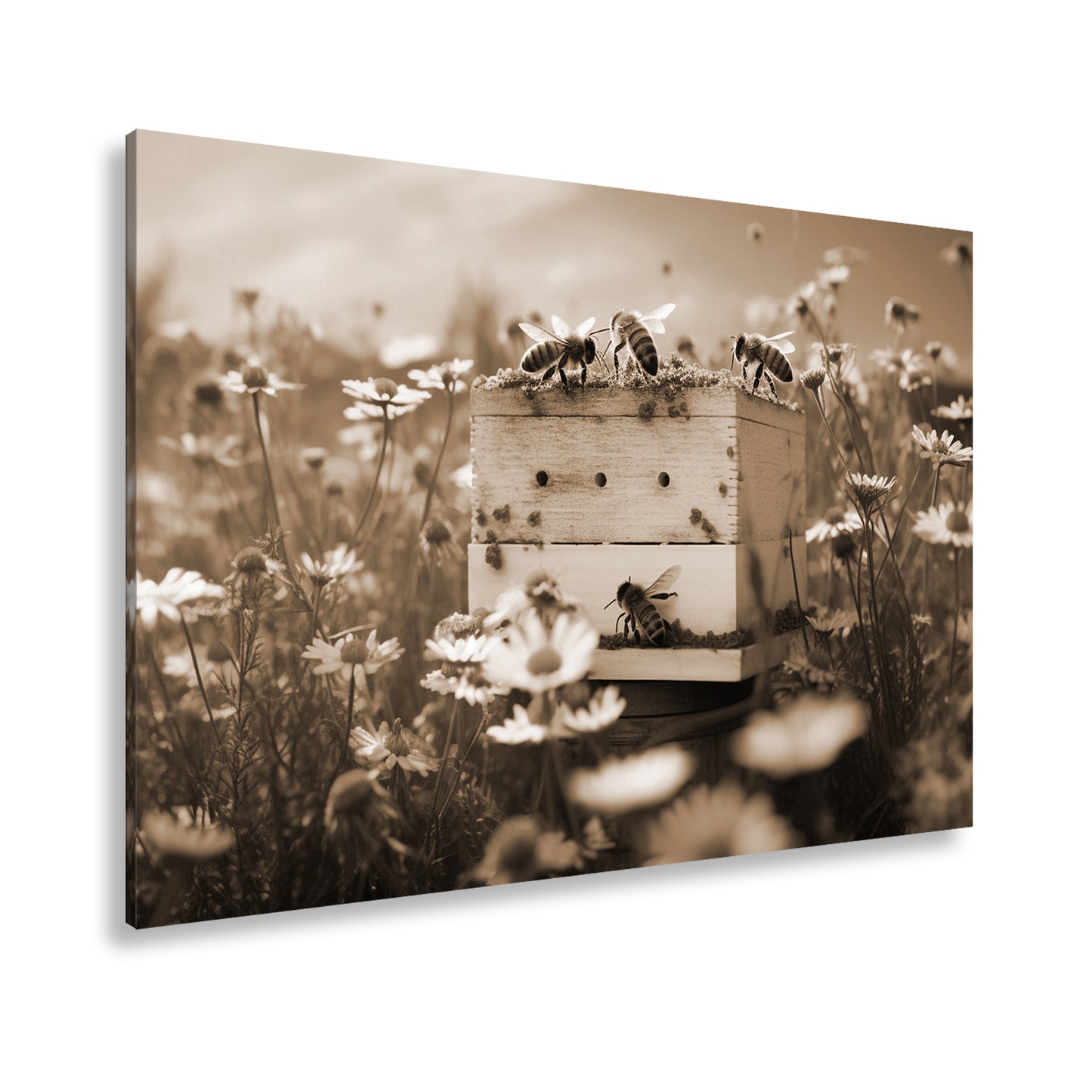 Hauptbild Sepia Standart