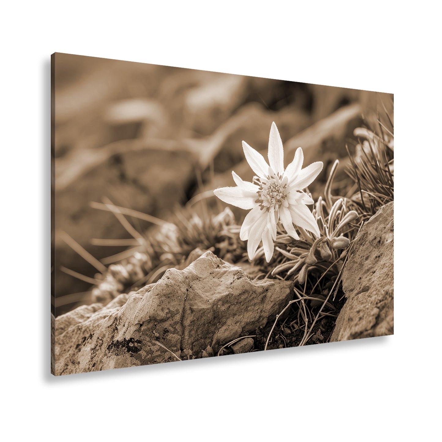 Hauptbild Sepia Standart
