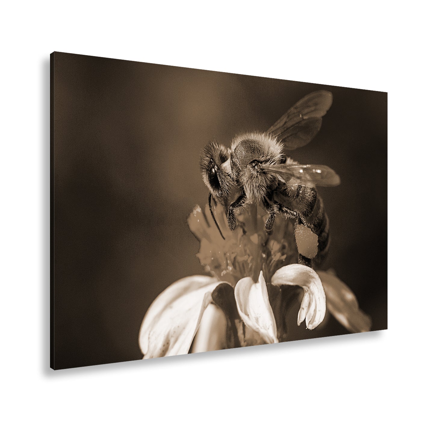 Hauptbild Sepia Standart