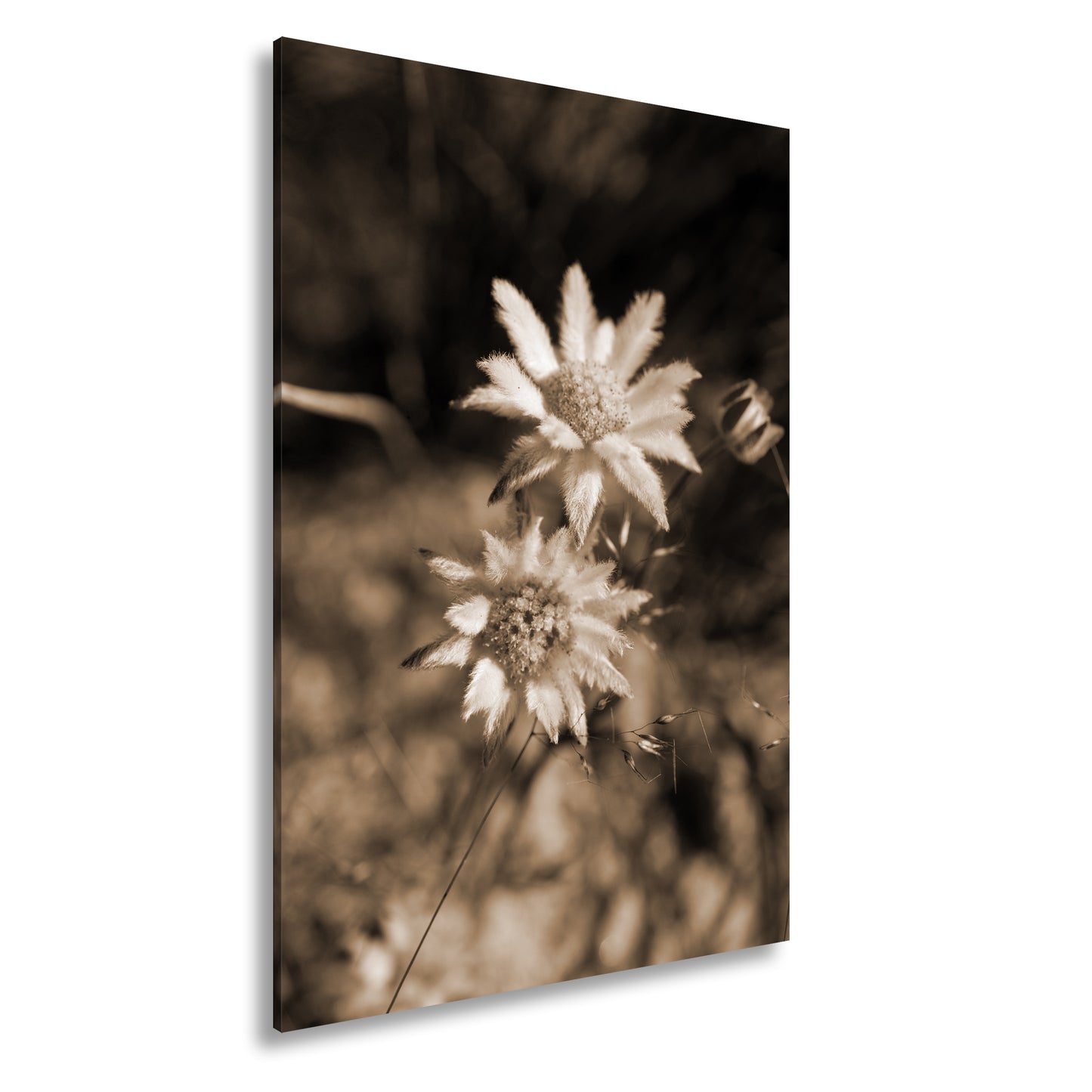 Hauptbild Sepia Standart