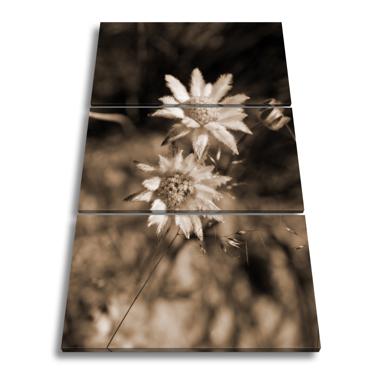 Hauptbild Sepia 3 Teilig