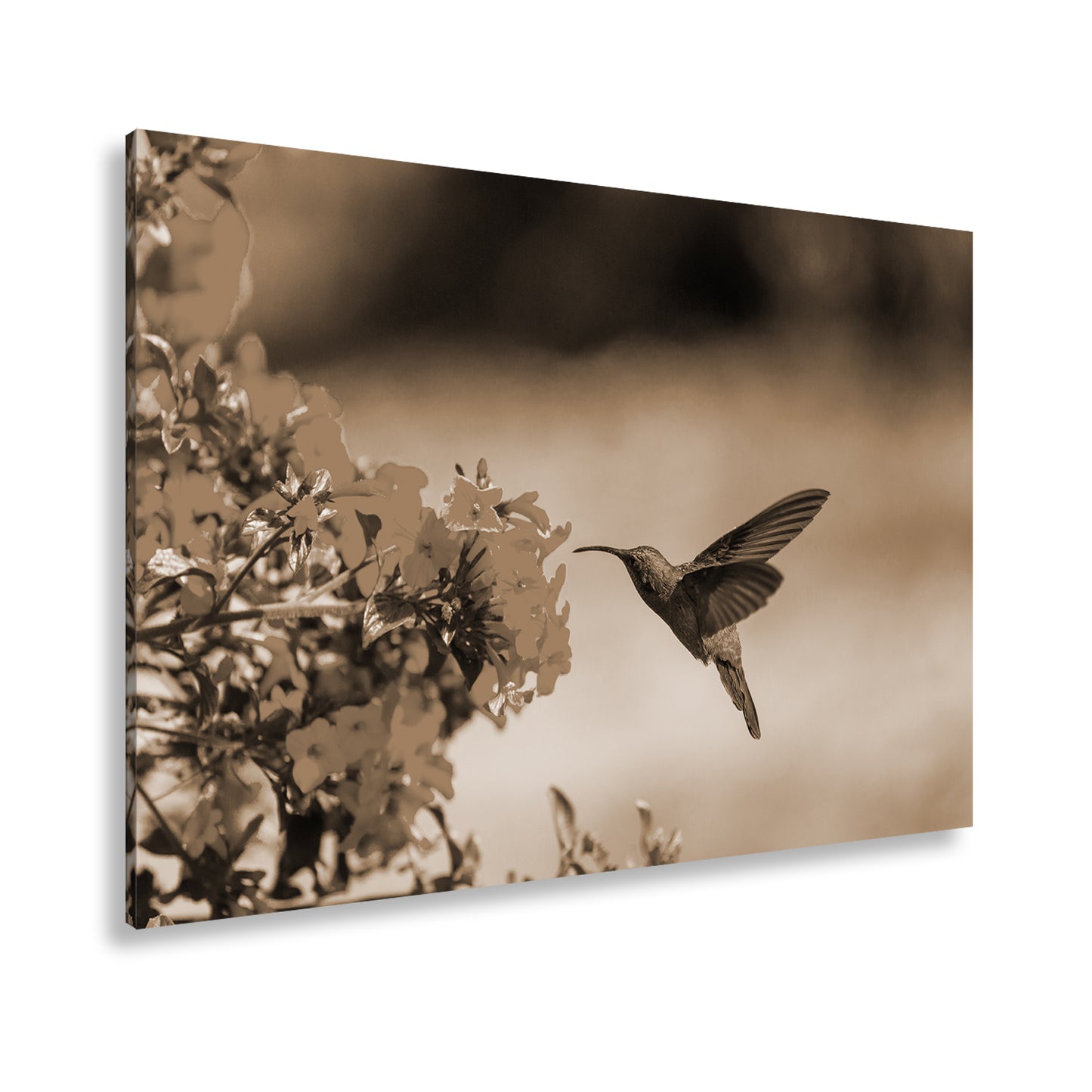 Hauptbild Sepia Standart