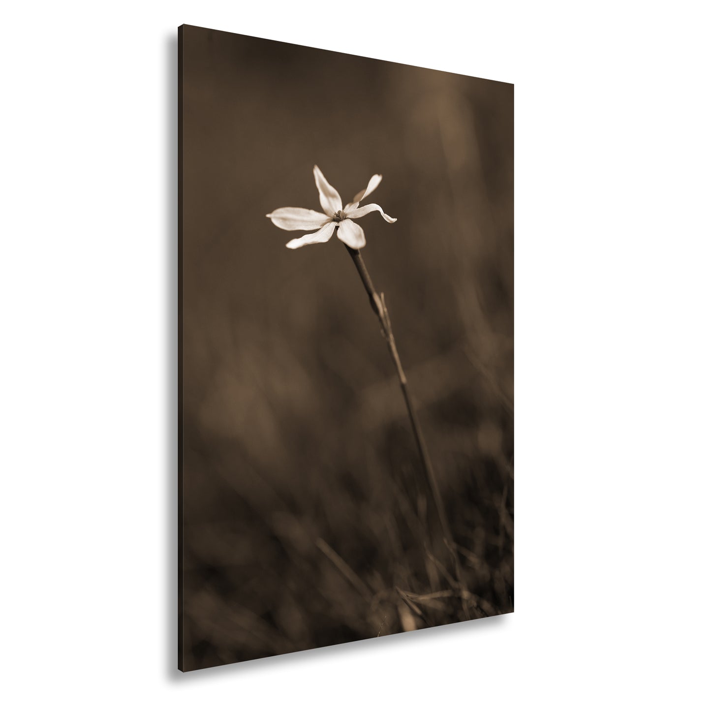 Hauptbild Sepia Standart