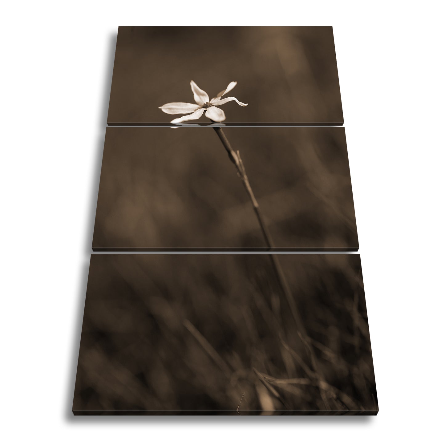 Hauptbild Sepia 3 Teilig