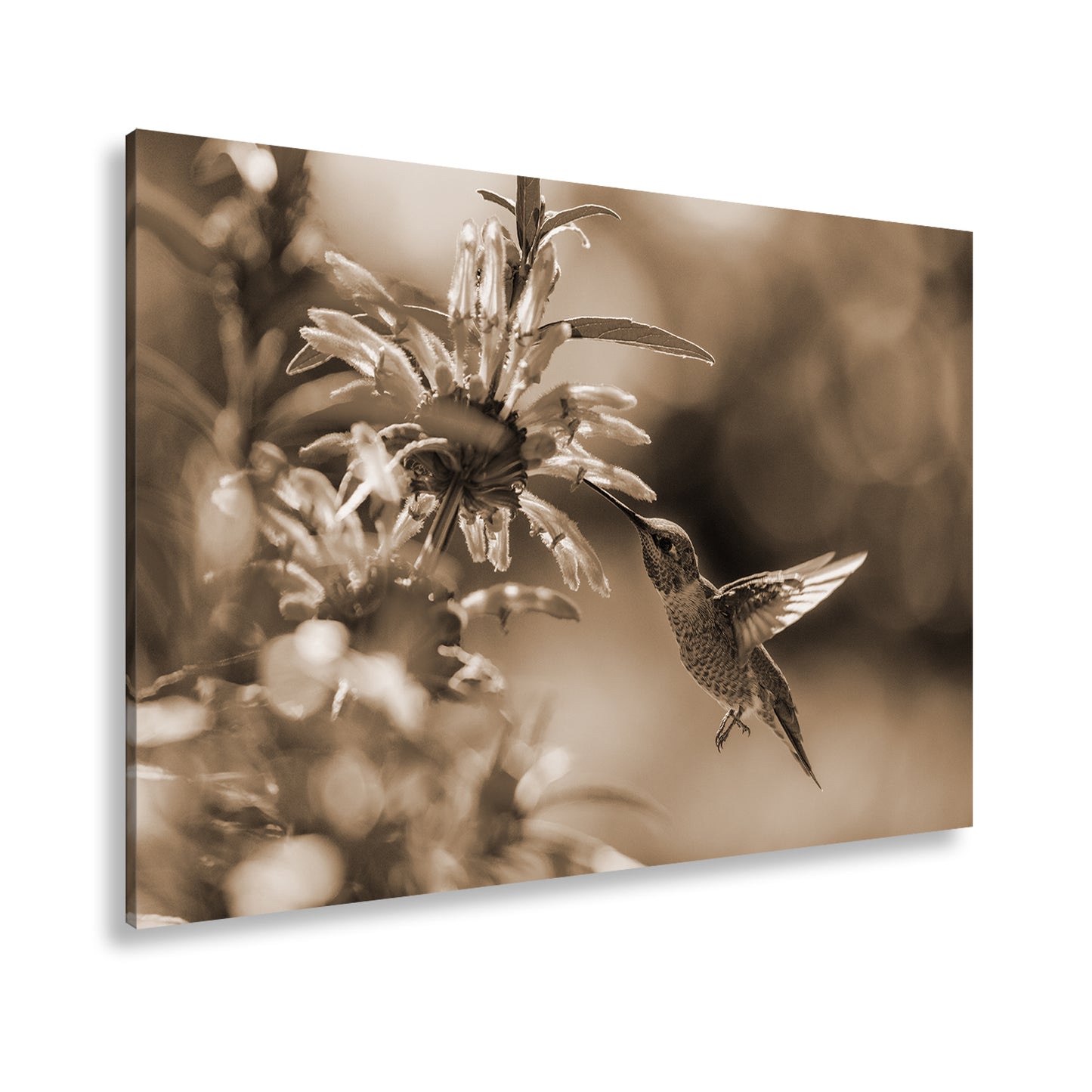 Hauptbild Sepia Standart