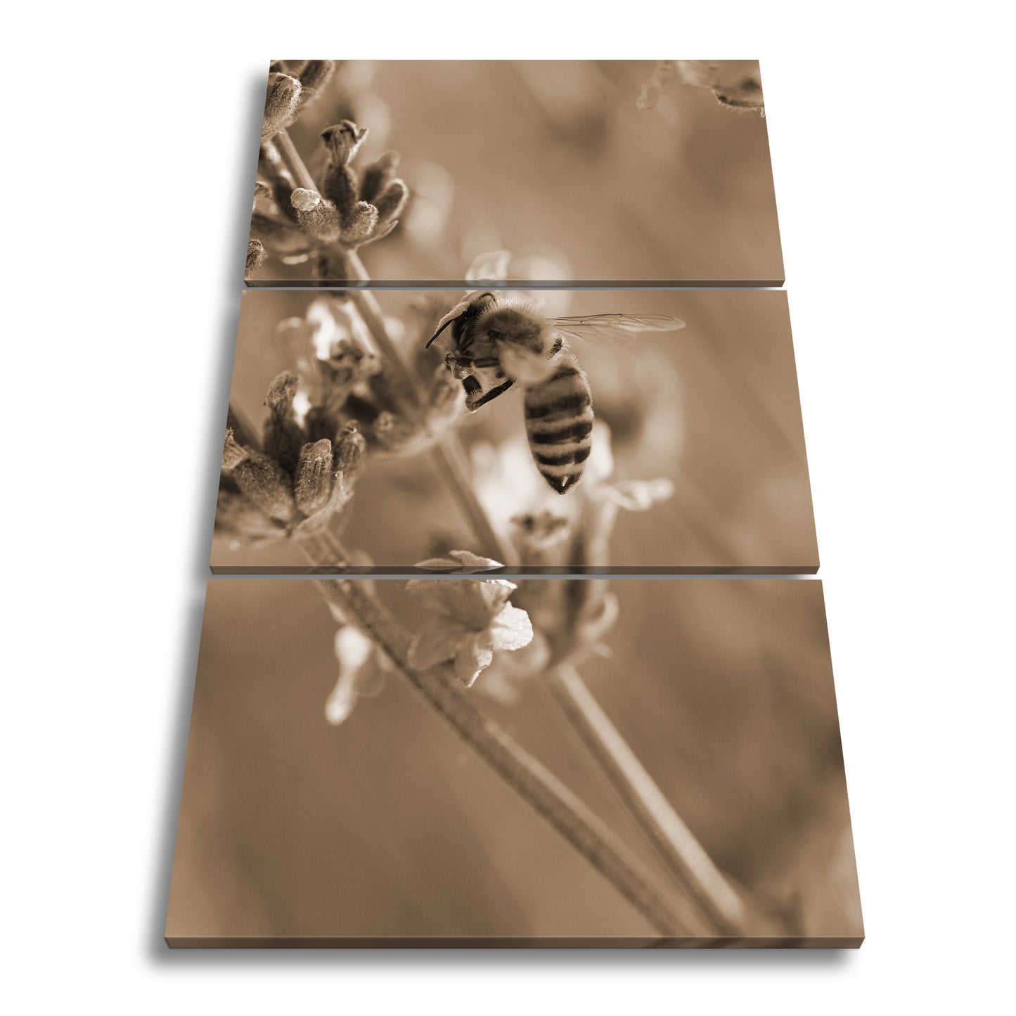 Hauptbild Sepia 3 Teilig