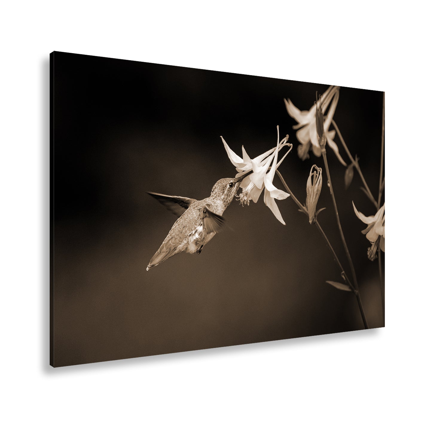 Hauptbild Sepia Standart