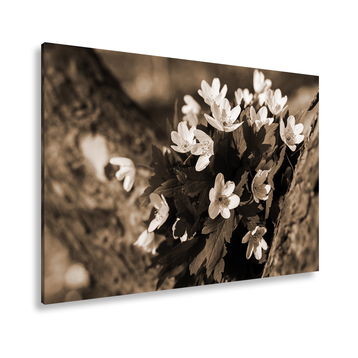 Hauptbild Sepia Standart
