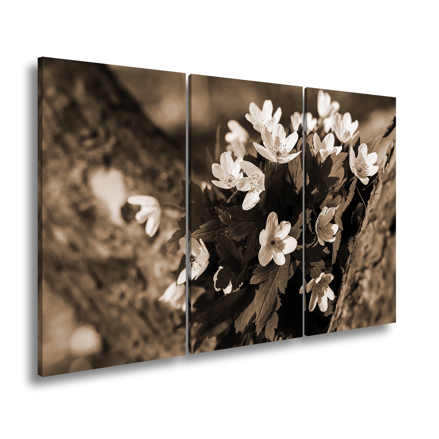 Hauptbild Sepia 3 Teilig