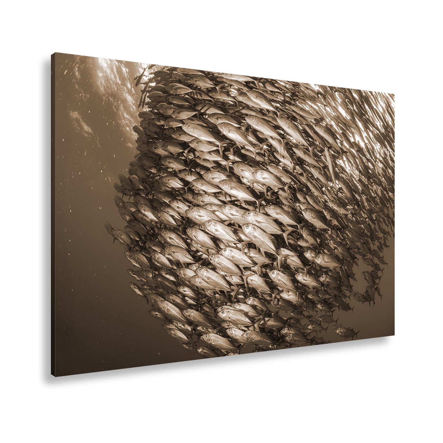 Hauptbild Sepia Standart