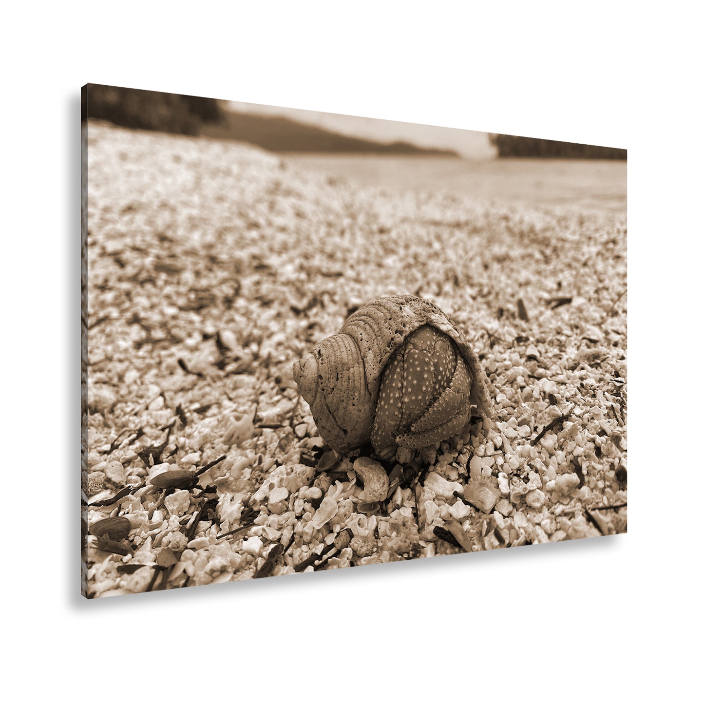 Hauptbild Sepia Standart