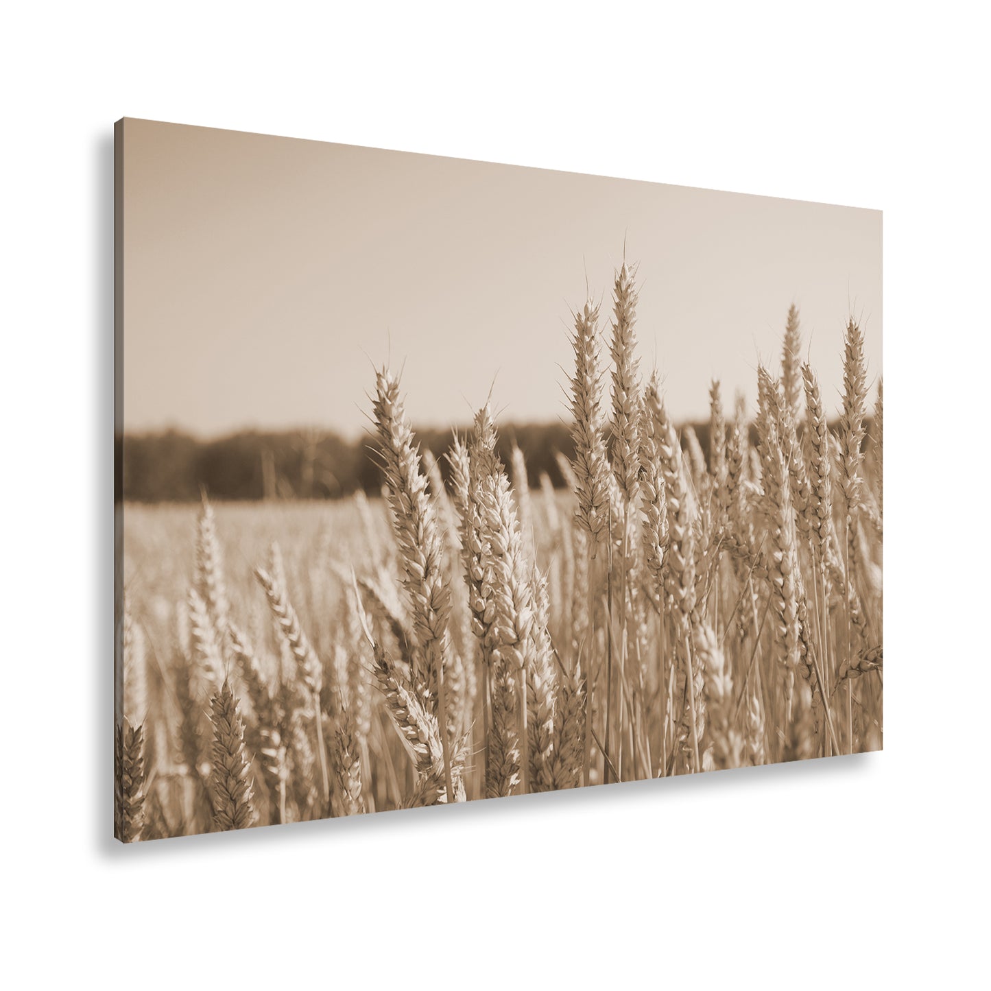 Hauptbild Sepia Standart