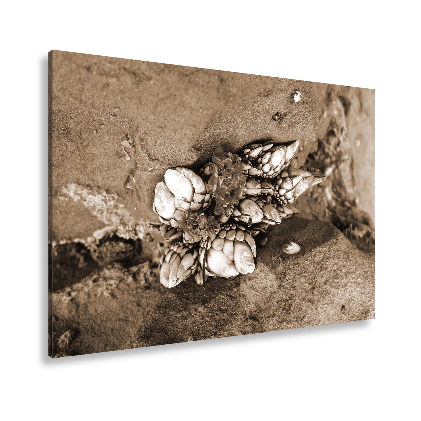 Hauptbild Sepia Standart