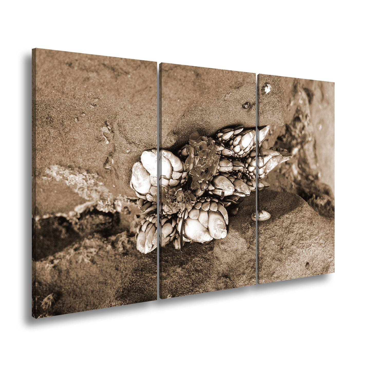 Hauptbild Sepia 3 Teilig