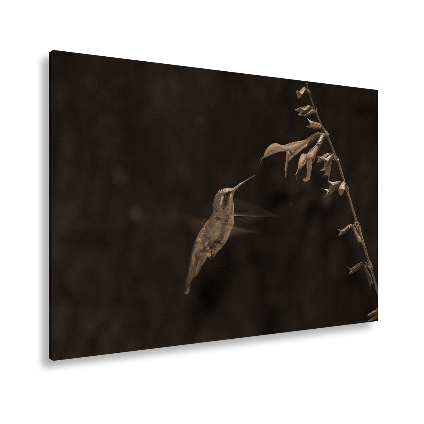 Hauptbild Sepia Standart