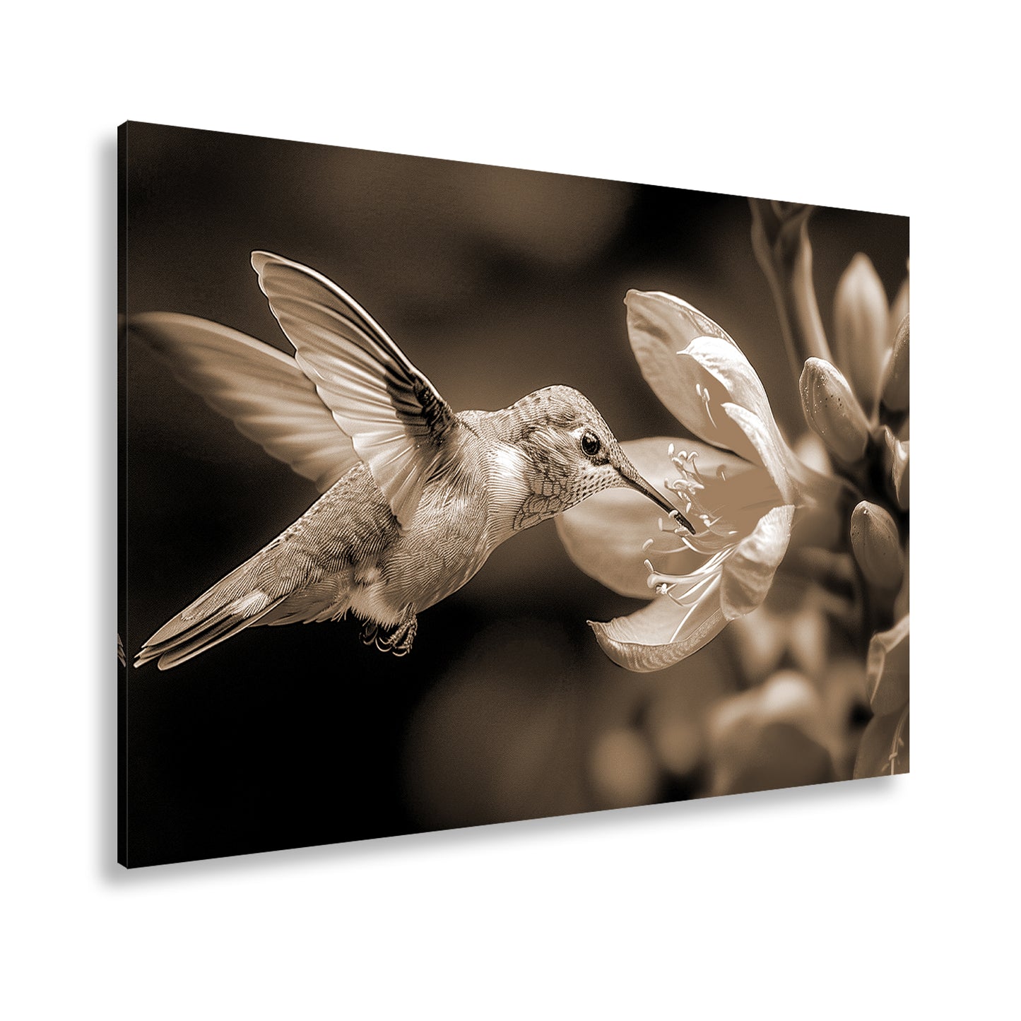 Hauptbild Sepia Standart