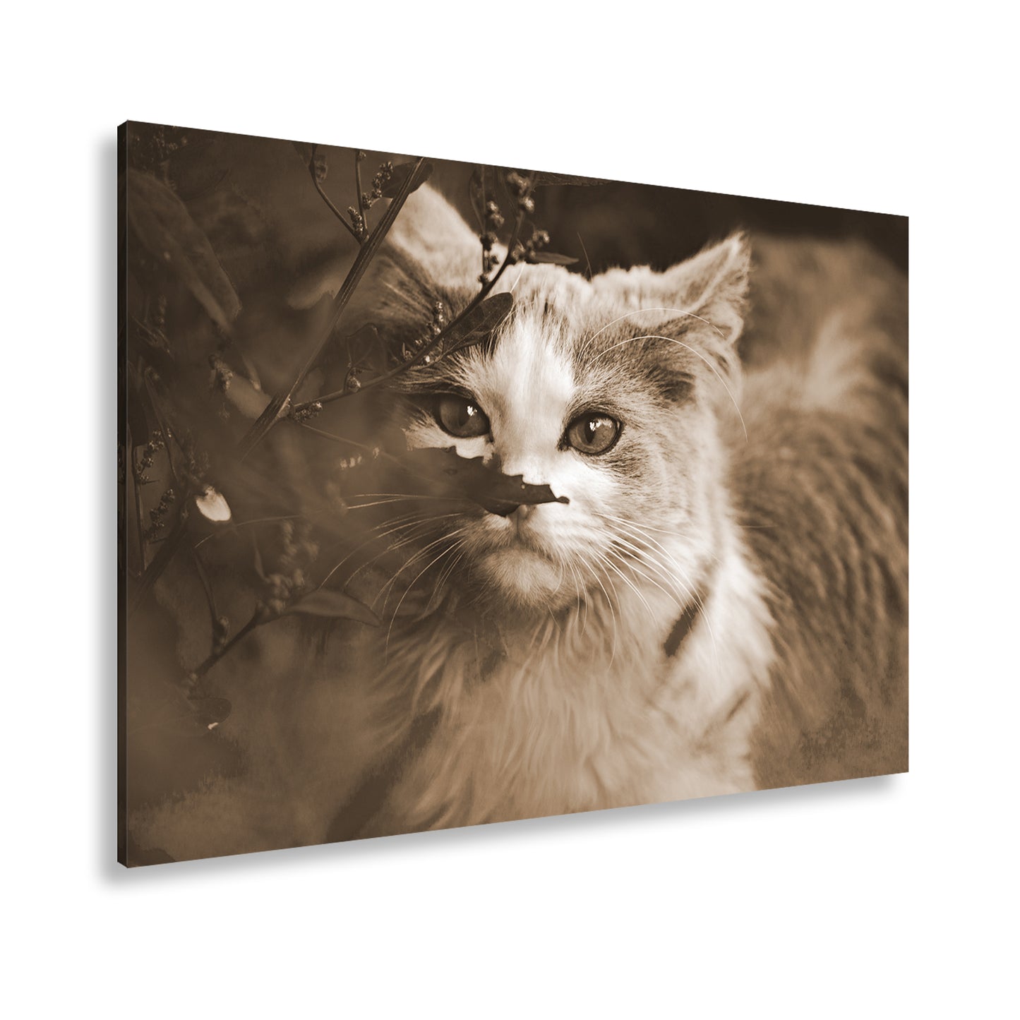 Hauptbild Sepia Standart
