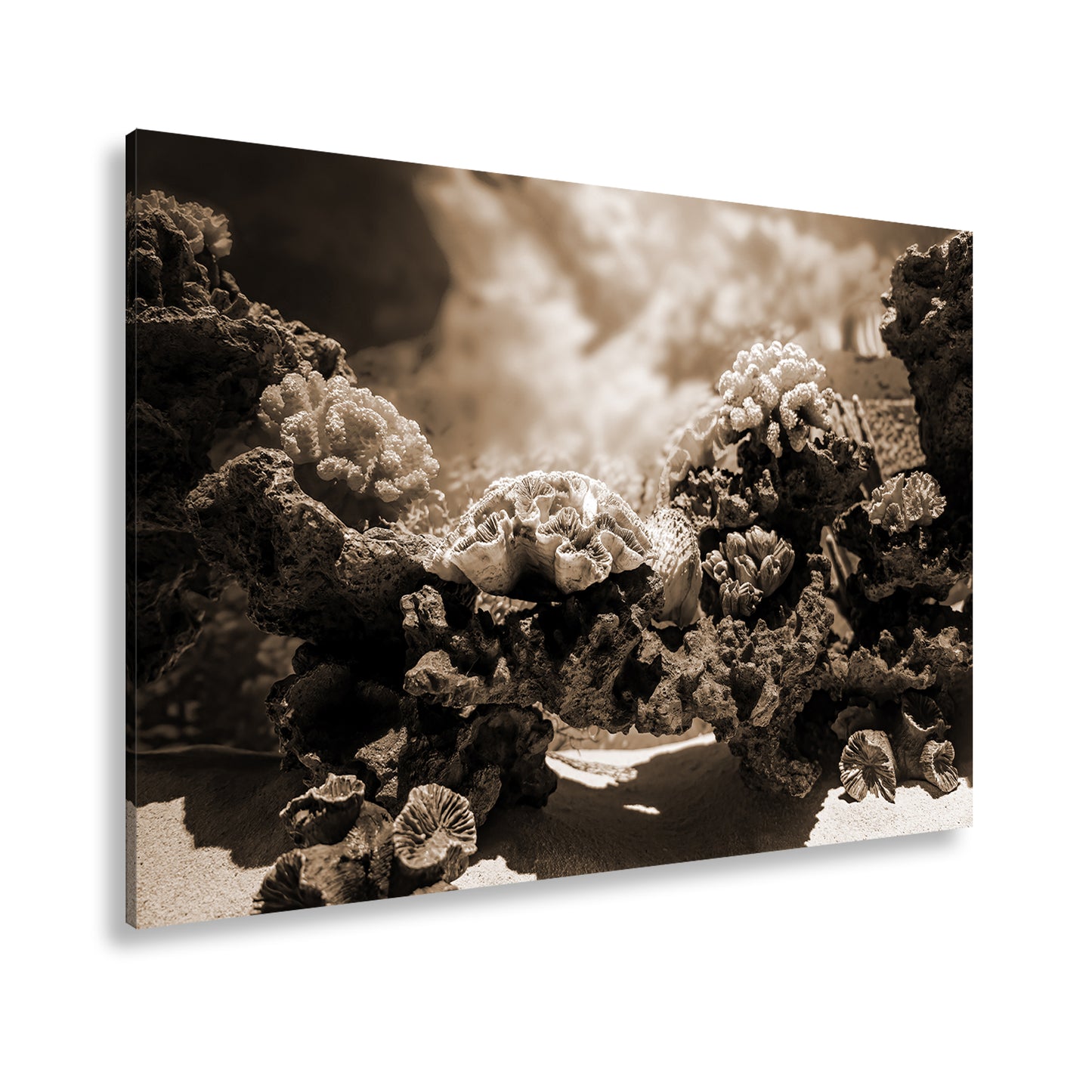 Hauptbild Sepia Standart