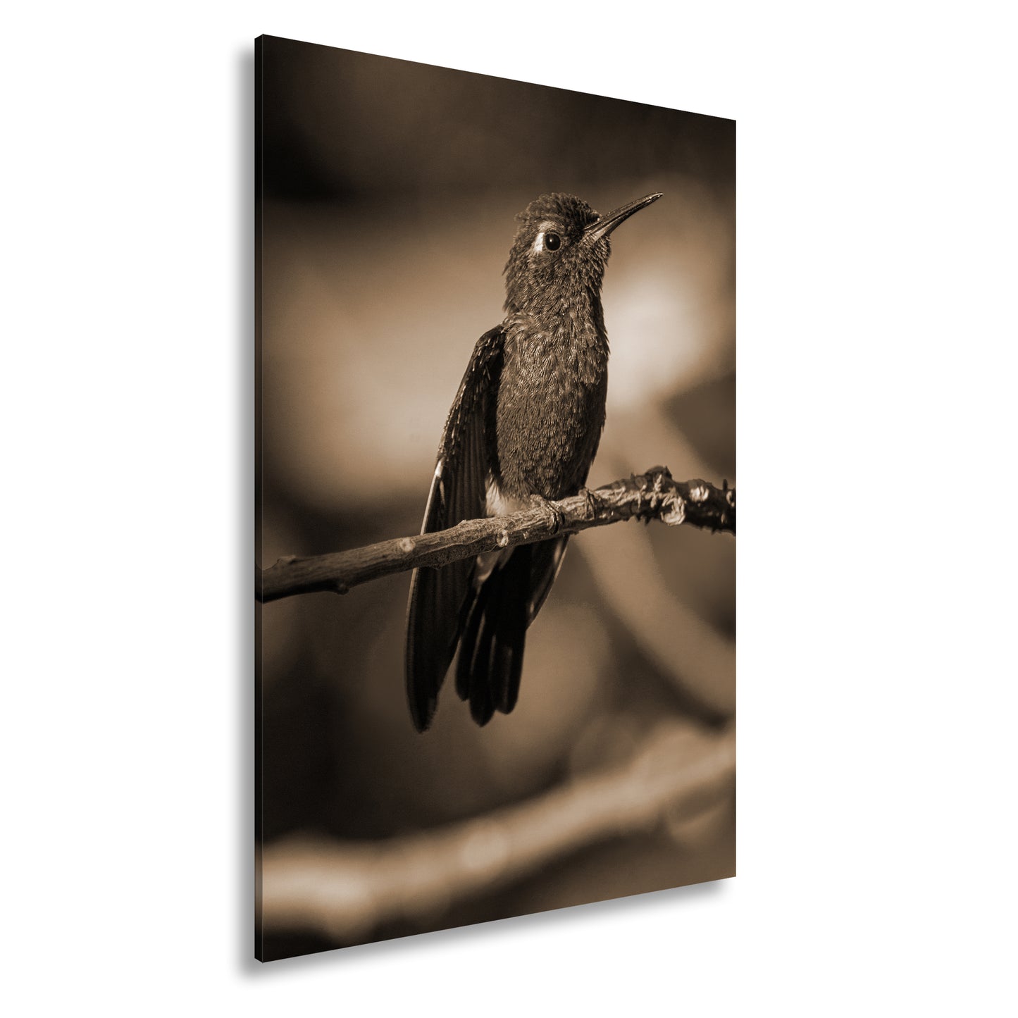 Hauptbild Sepia Standart