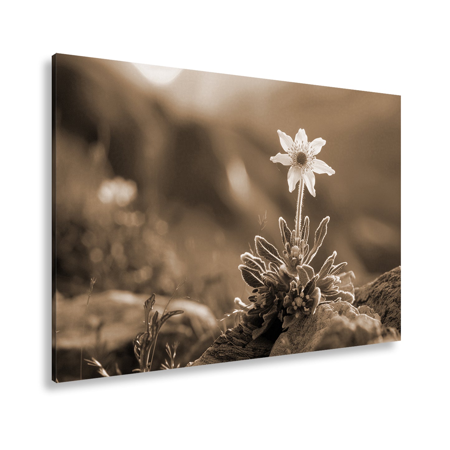 Hauptbild Sepia Standart