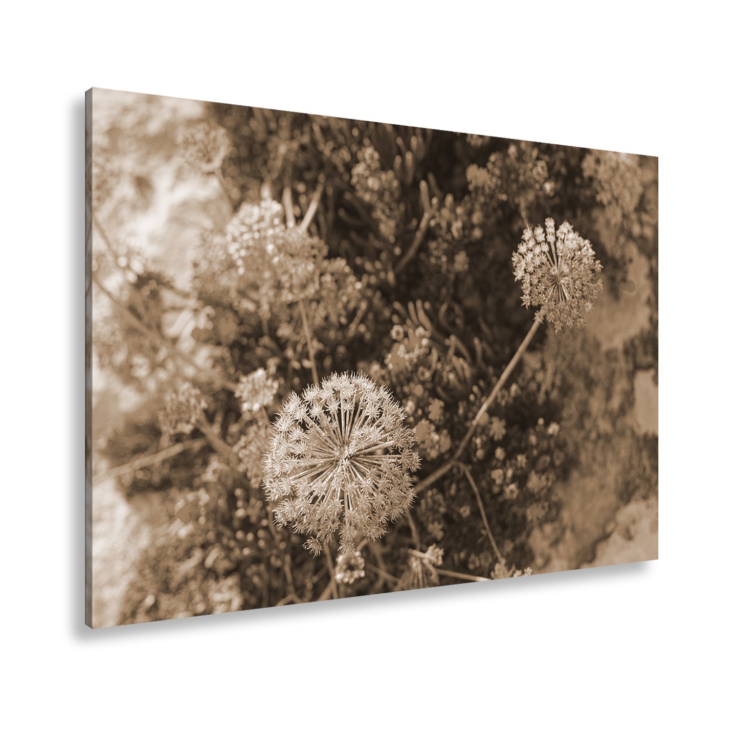 Hauptbild Sepia Standart