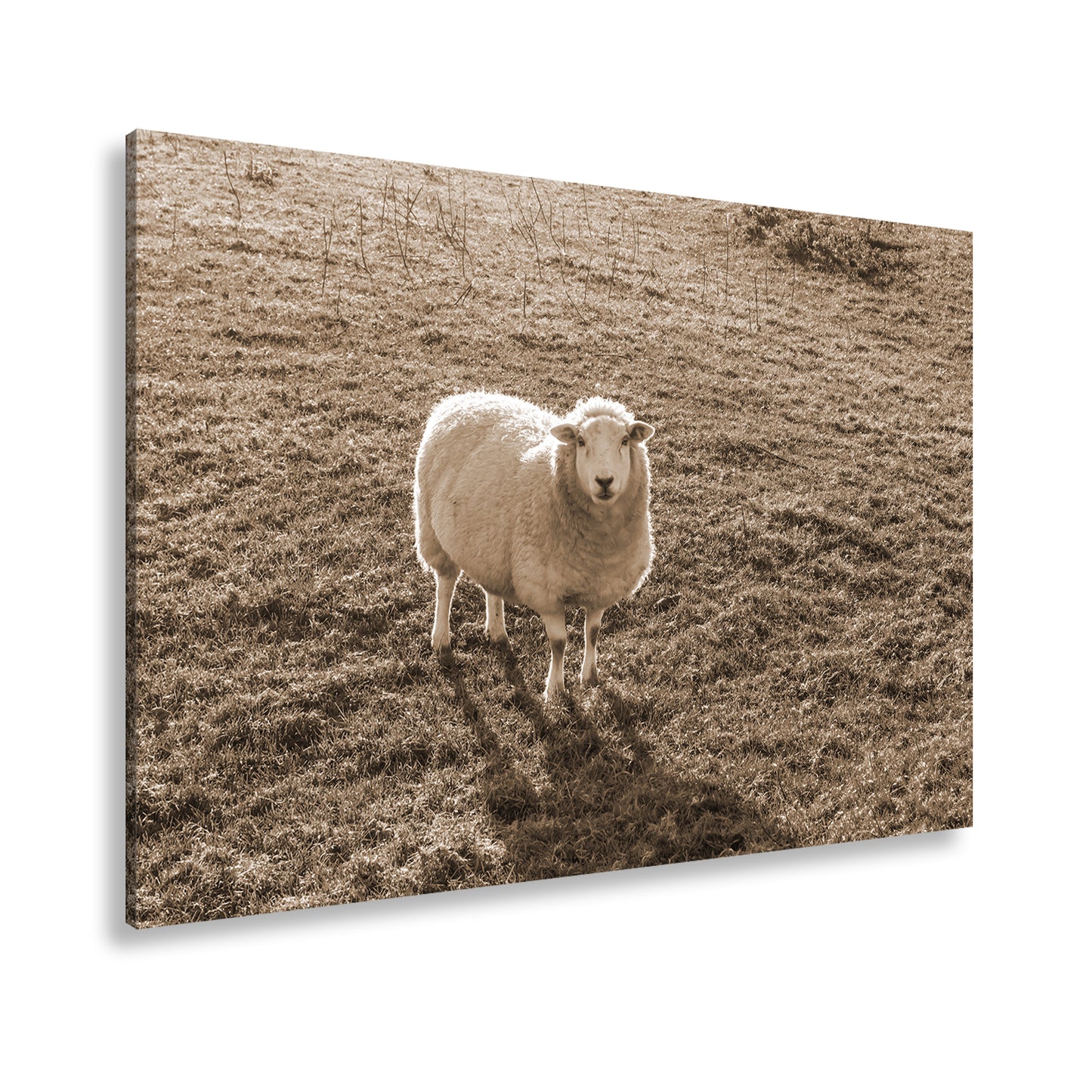 Hauptbild Sepia Standart