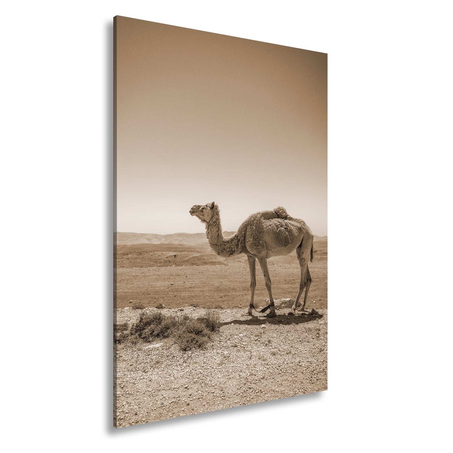 Hauptbild Sepia Standart
