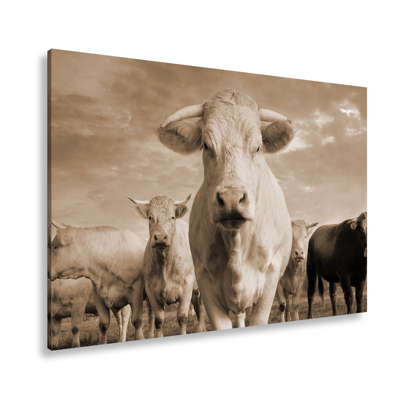 Hauptbild Sepia Standart