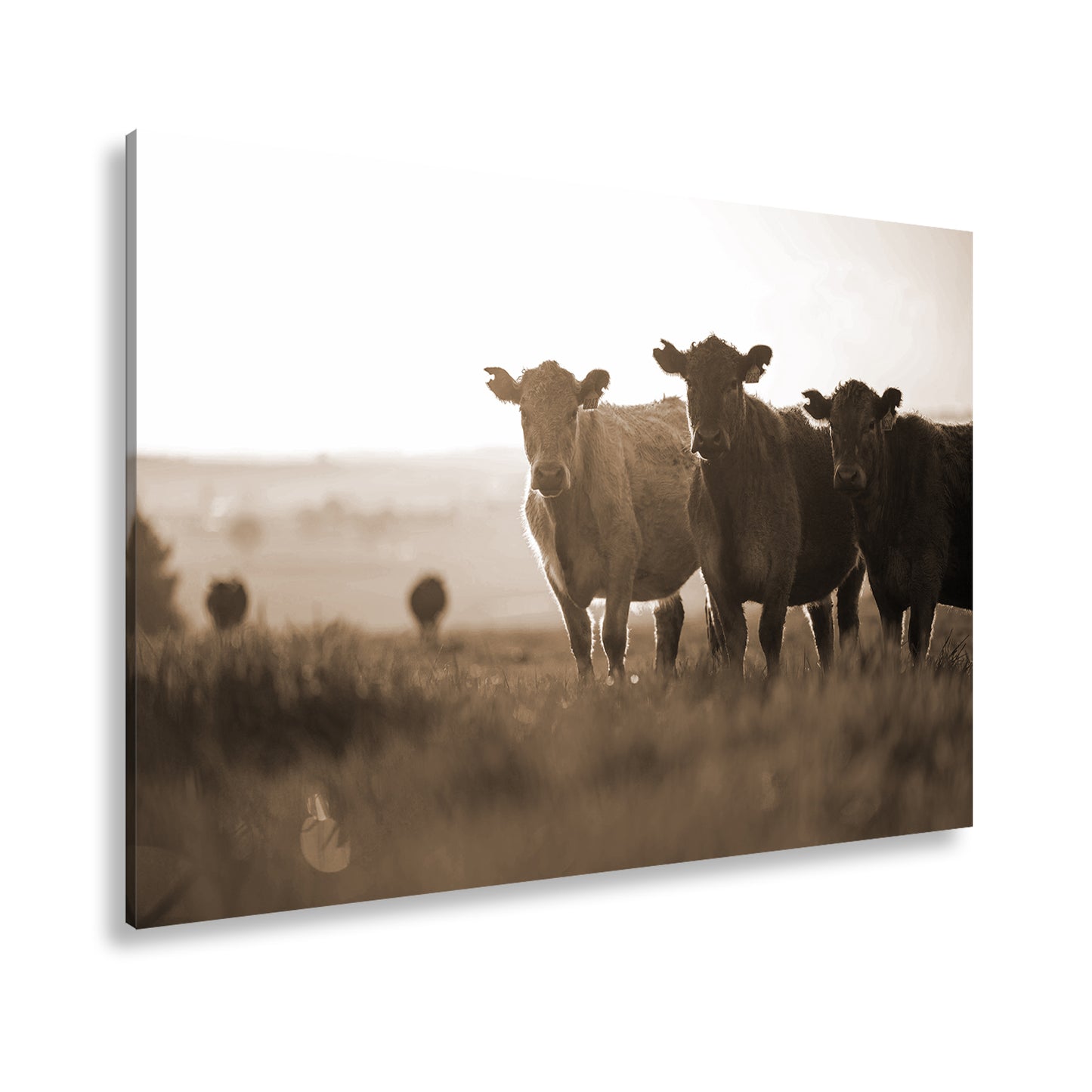 Hauptbild Sepia Standart