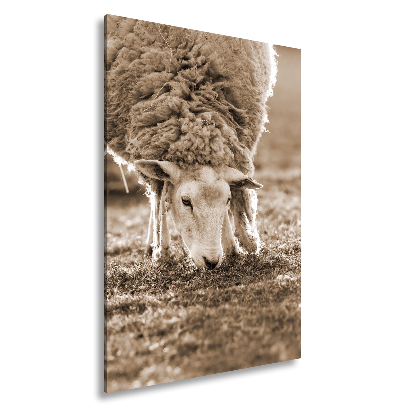 Hauptbild Sepia Standart