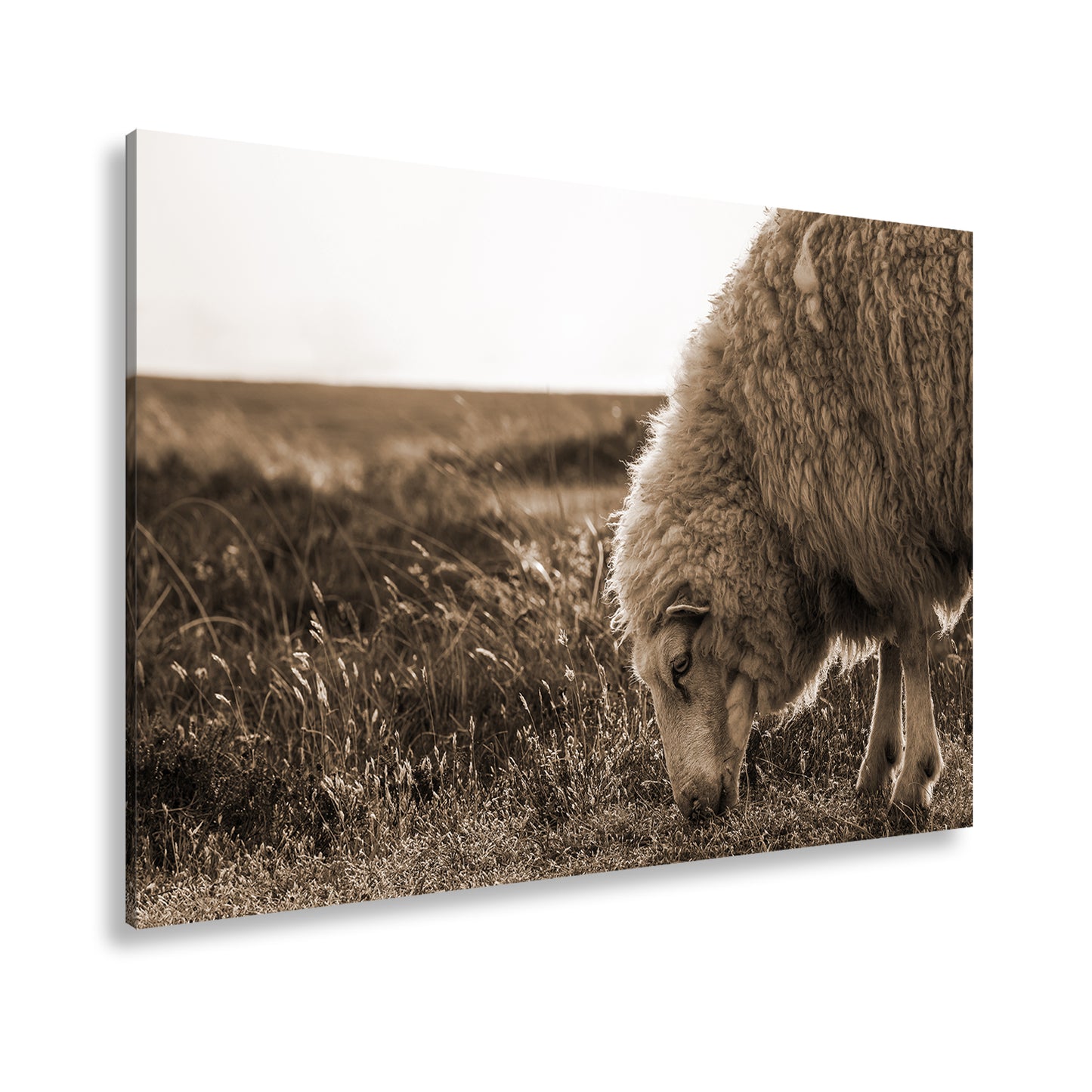 Hauptbild Sepia Standart