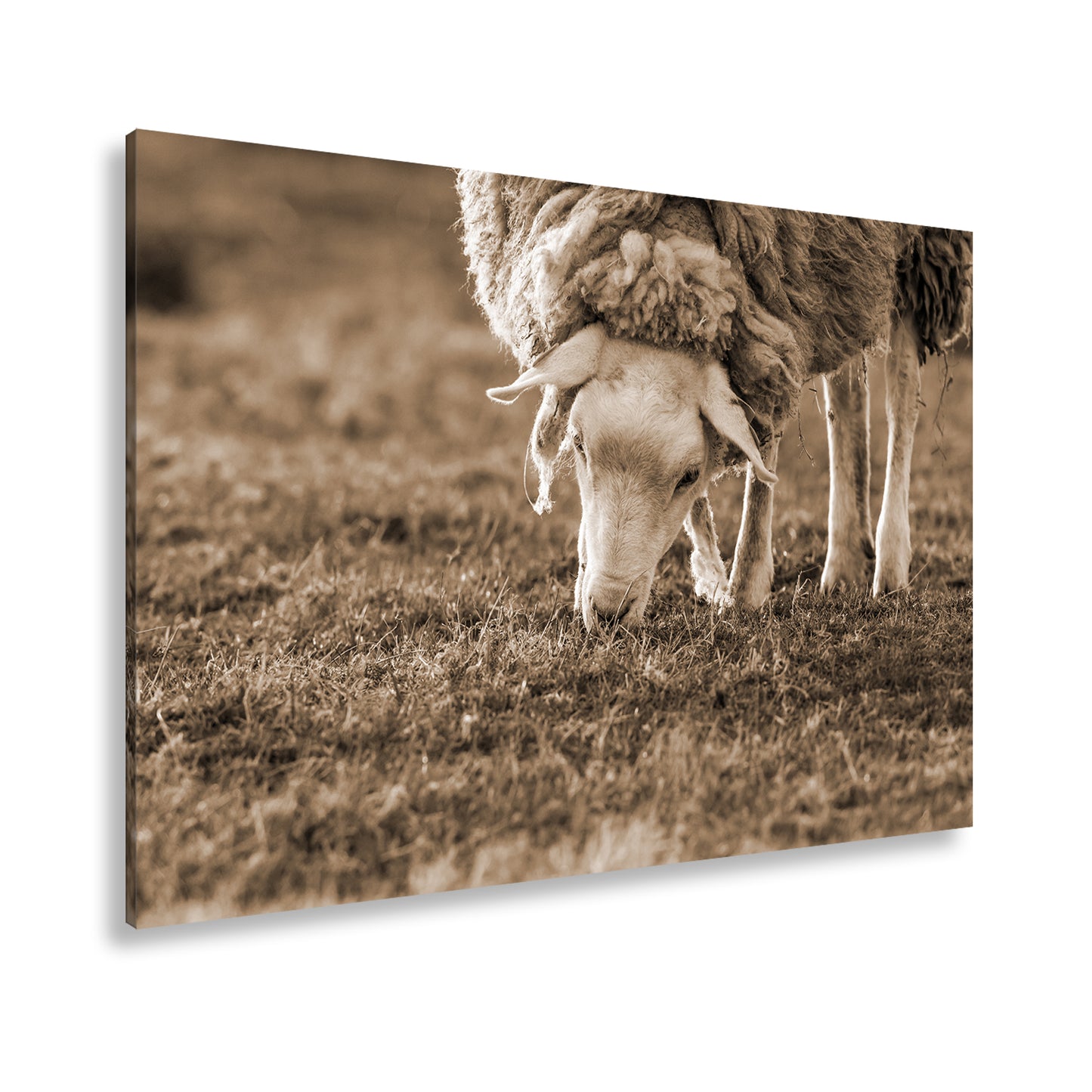 Hauptbild Sepia Standart
