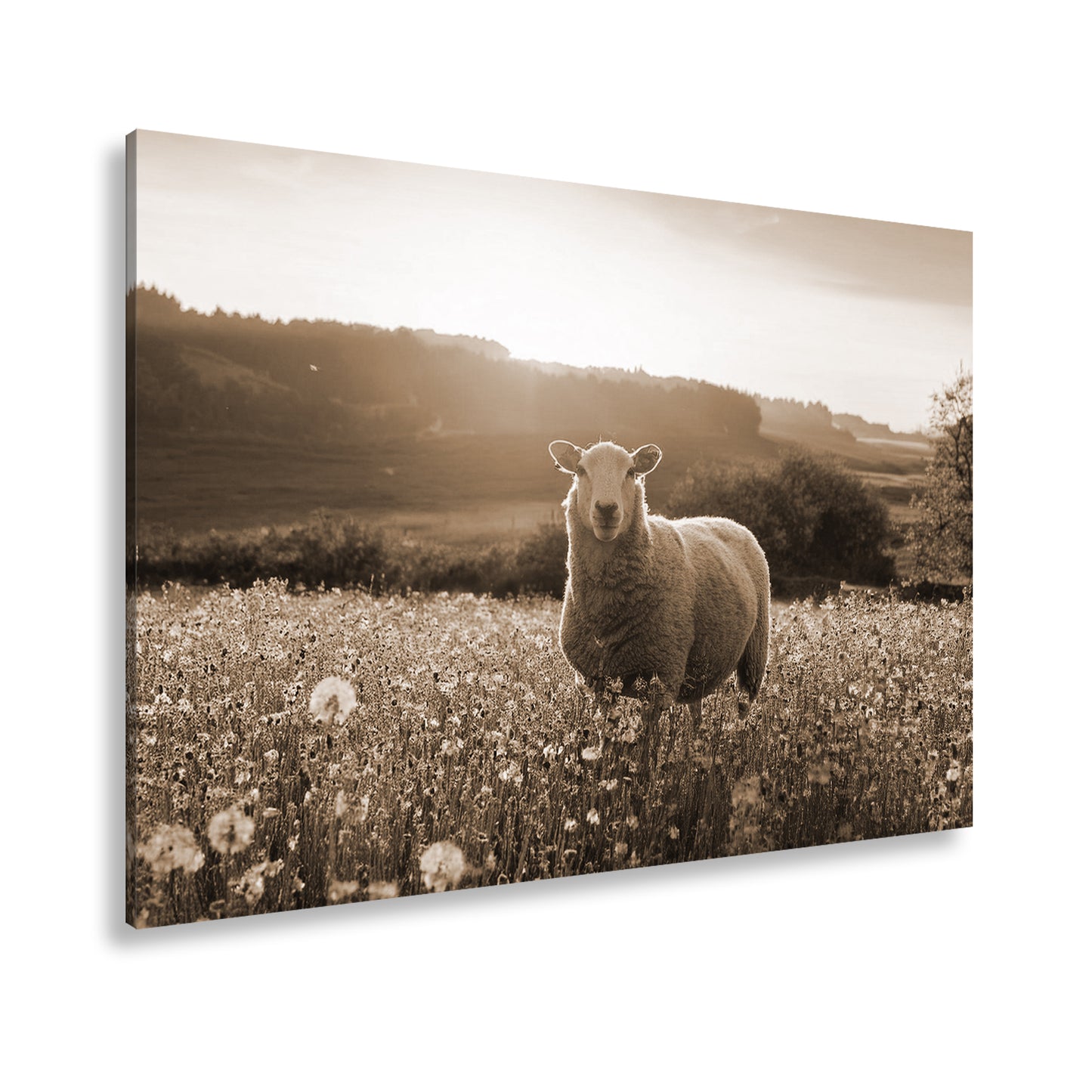 Hauptbild Sepia Standart