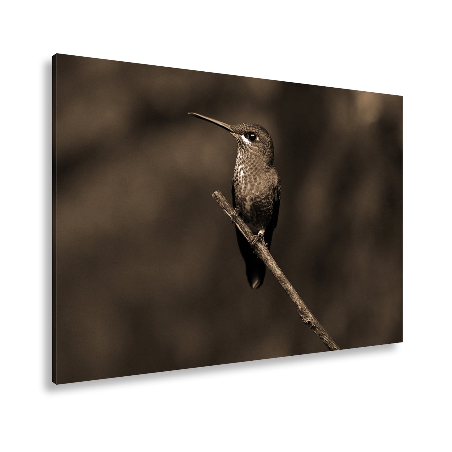 Hauptbild Sepia Standart