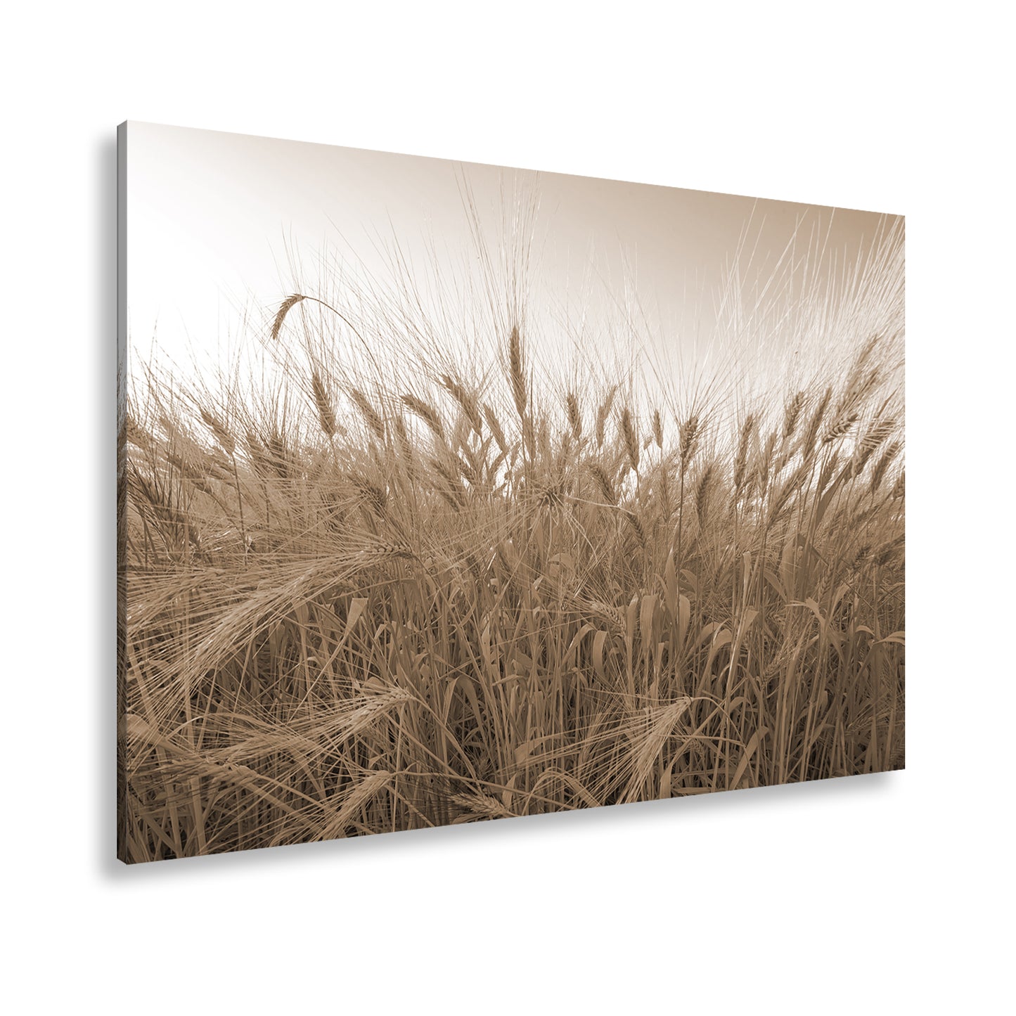 Hauptbild Sepia Standart