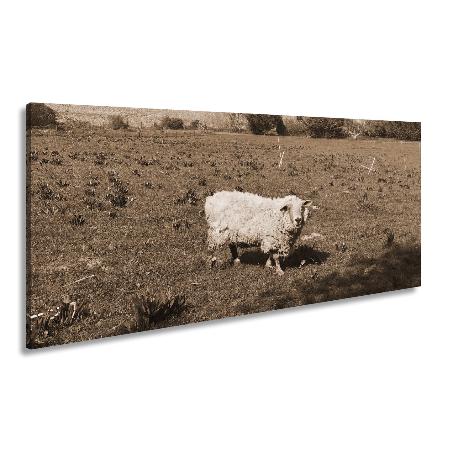 Hauptbild Sepia Panorama